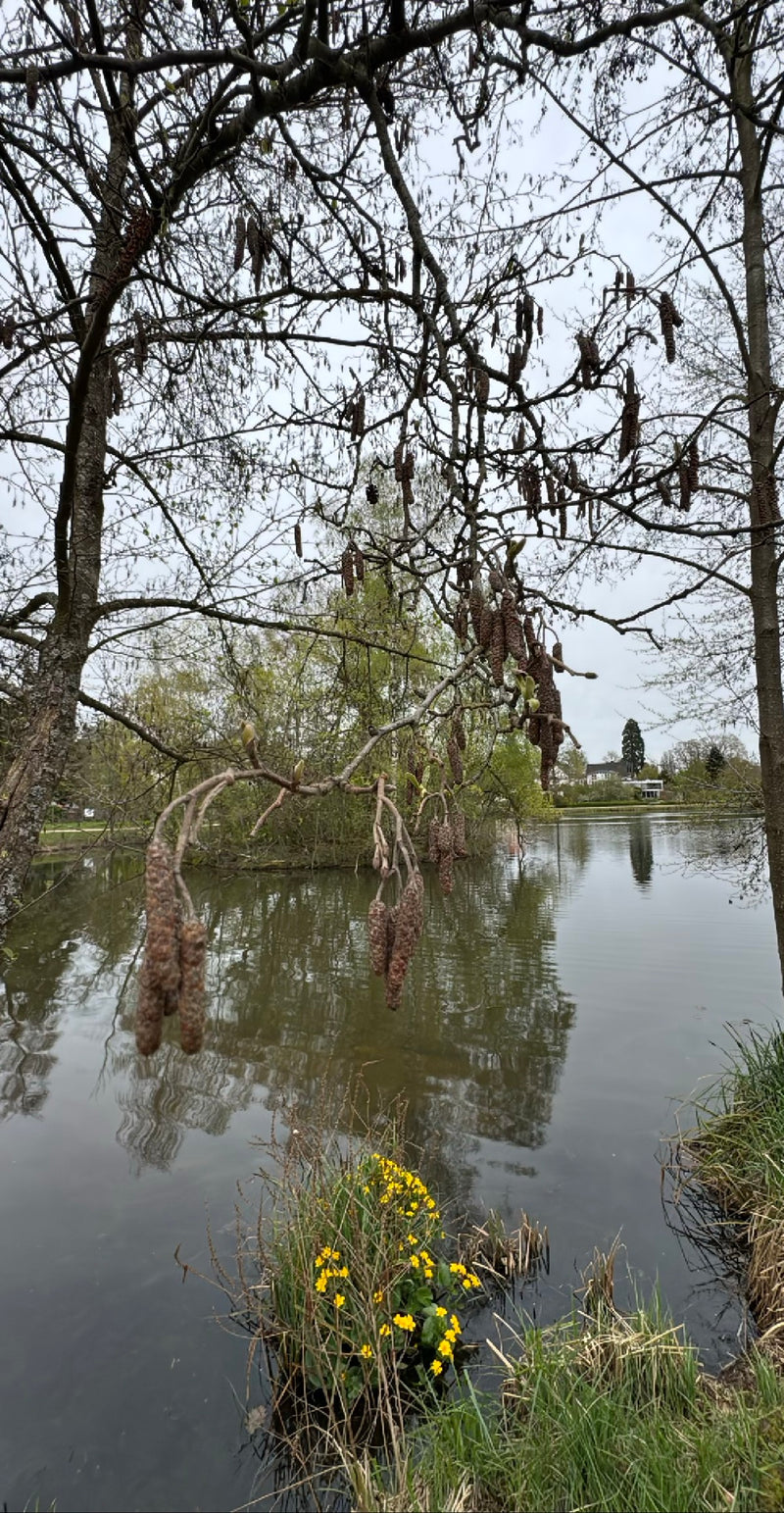 Schwarz-Erle — Bild 1