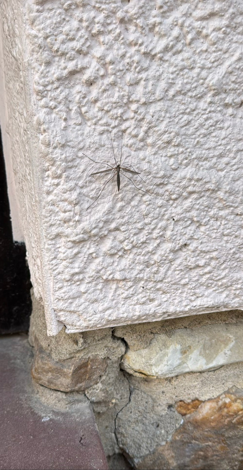 Kohlschnake — Bild 4