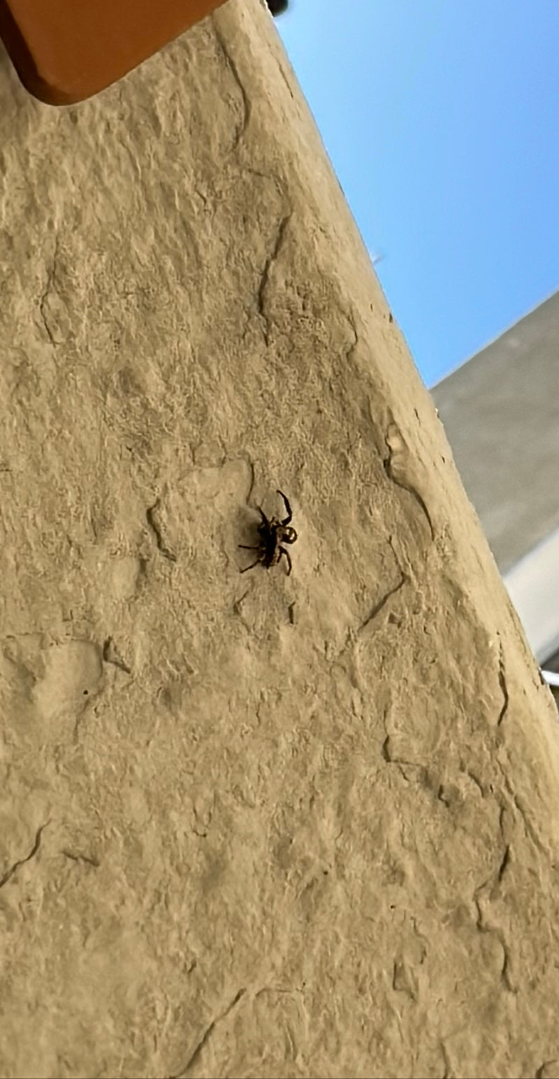 Zebraspringspinne — Bild 3