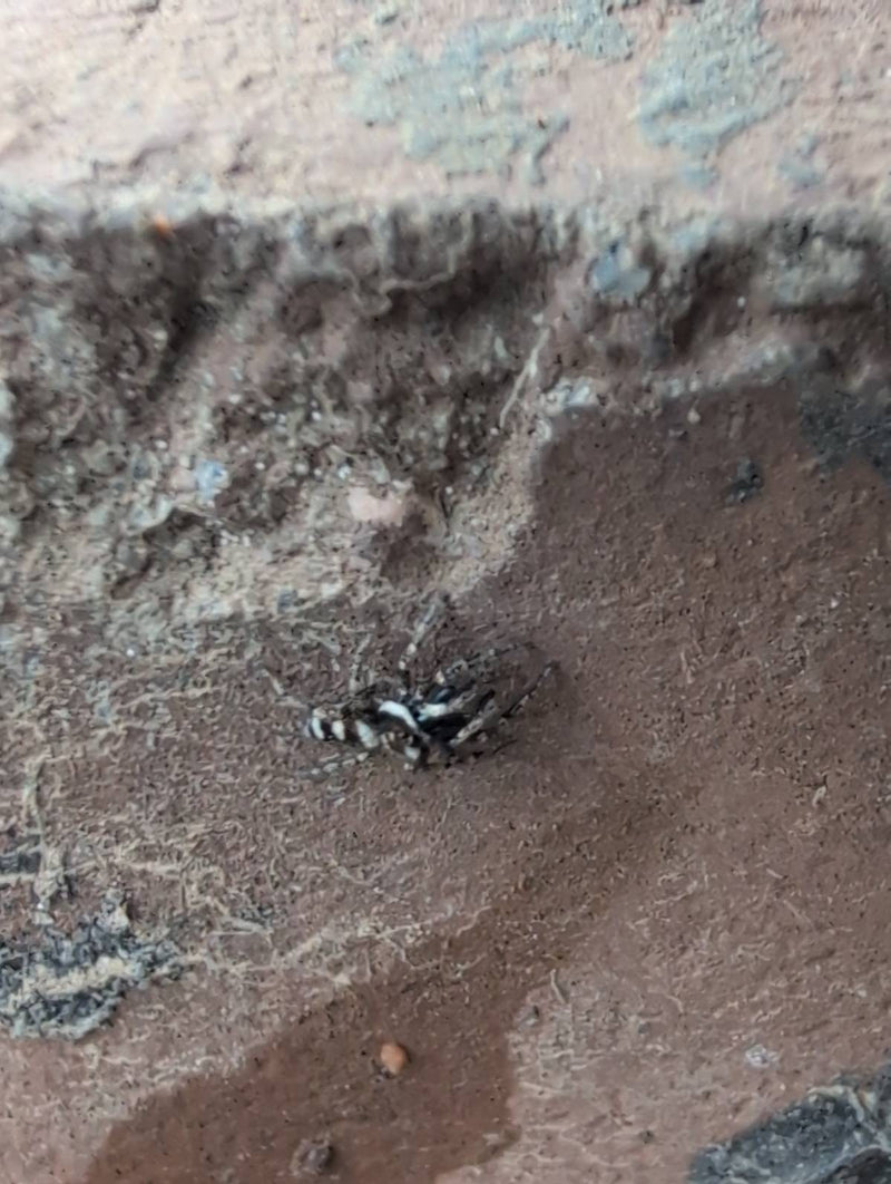 Zebraspringspinne — Bild 2
