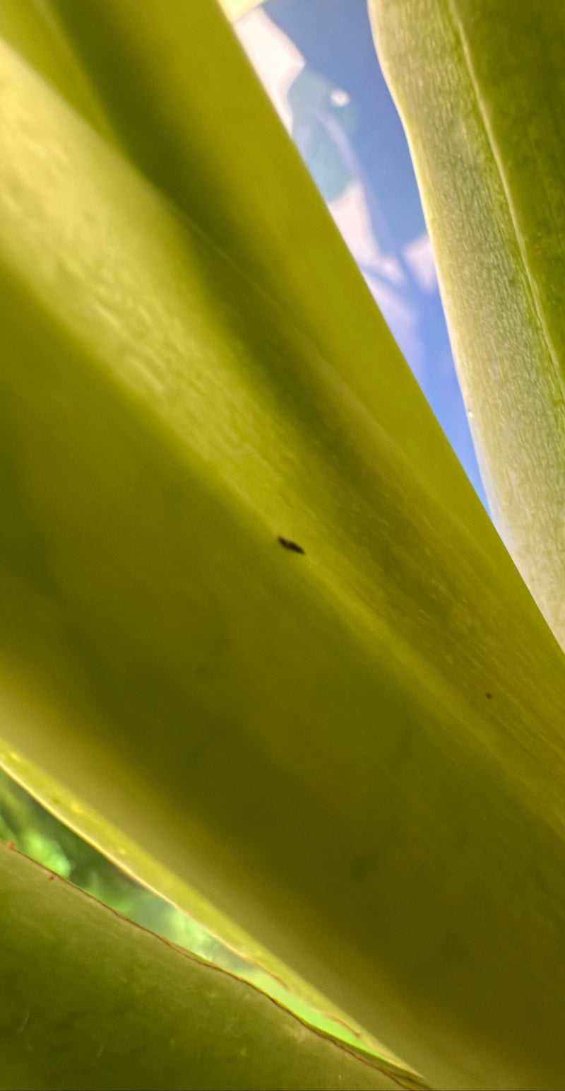 Western Flower Thrips — Bild 1