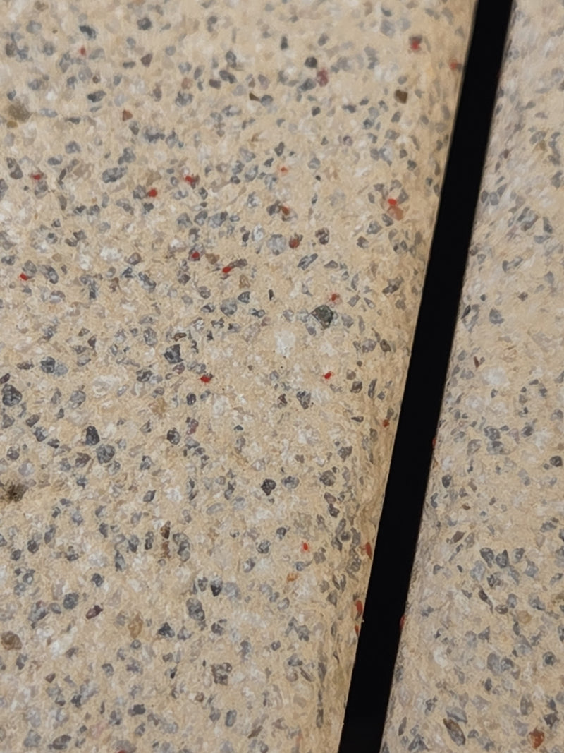 Mauer-Schnellläufer — Bild 2