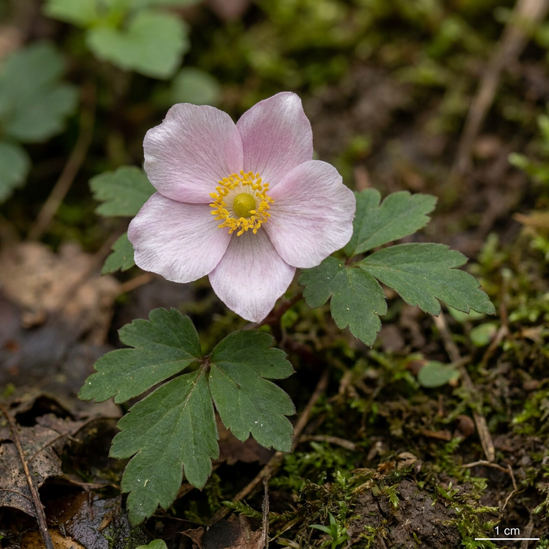 Japanische Anemone