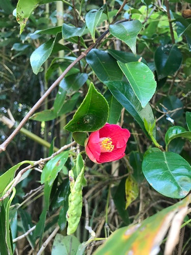 Japanische Kamelie — Bild 5