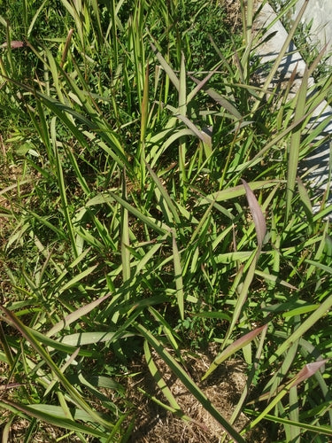 Japanisches Blutgras — Bild 4 von 11