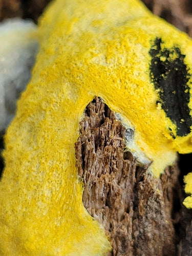Jasminum — Bild 5