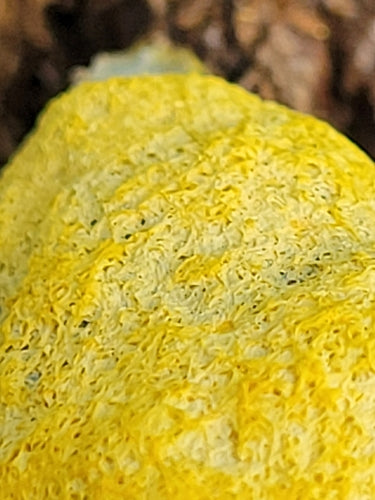 Jasminum — Bild 3