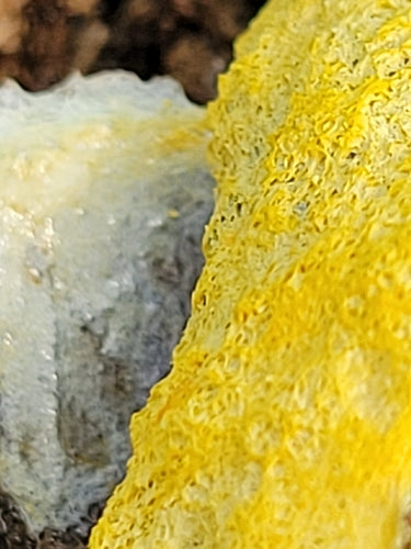 Jasminum — Bild 2