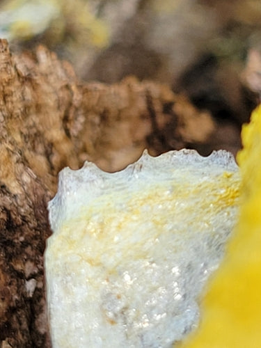 Jasminum — Bild 1