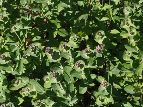 Jelaengerjelieber — Bild 2