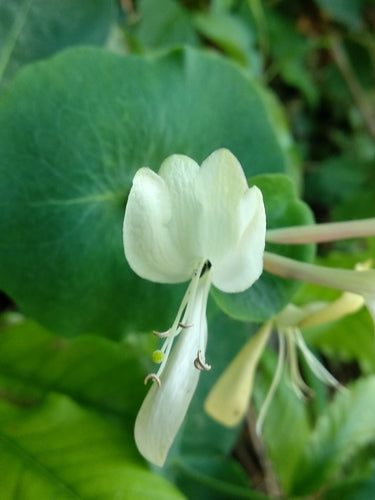 Jelaengerjelieber — Bild 3