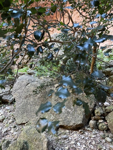 Johannisbrotbaum — Bild 3