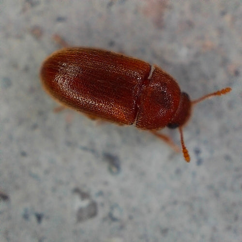 Käfer Behaart — Bild 5