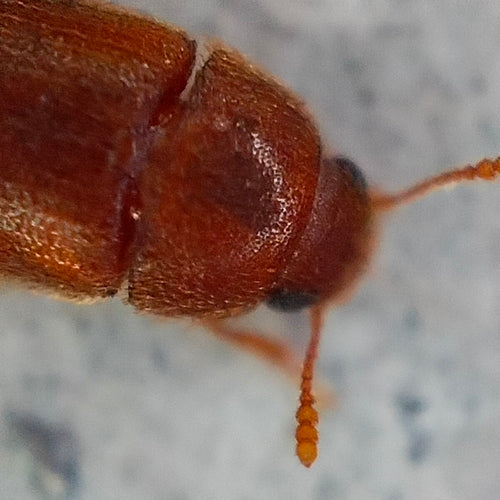Käfer Behaart — Bild 4