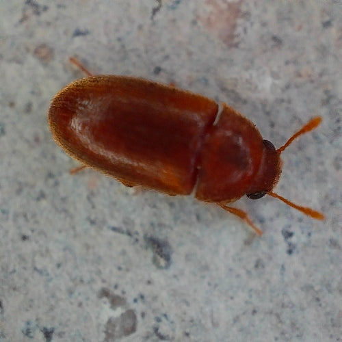 Käfer Behaart — Bild 3