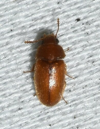 Käfer Behaart — Bild 2