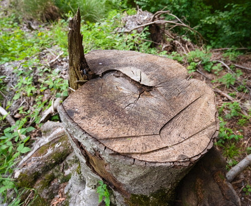 Käfer — Bild 4