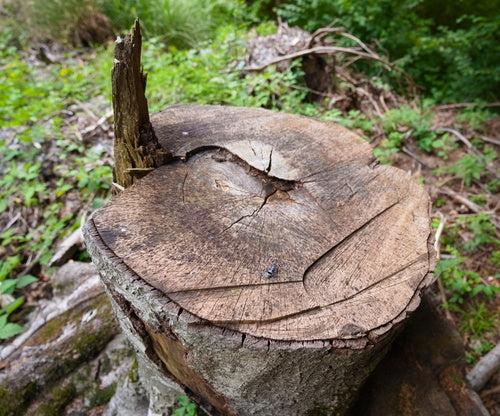 Käfer — Bild 3