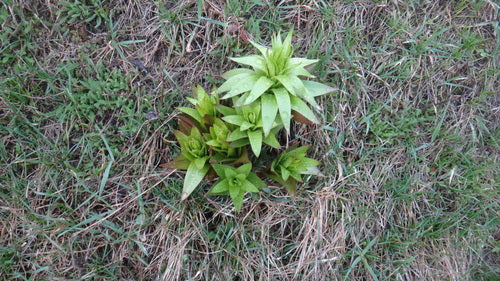 Kaiserkrone — Bild 3