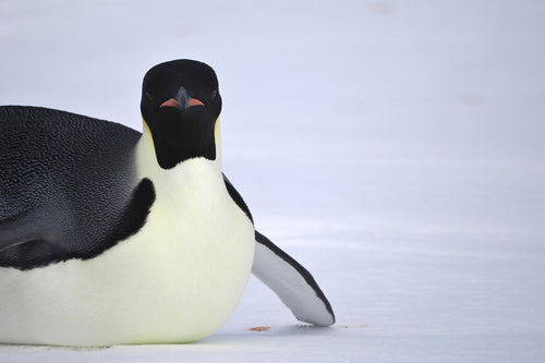 Kaiserpinguin — Bild 3