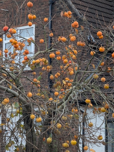 Kakibaum — Bild 5