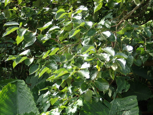 Kakibaum — Bild 3