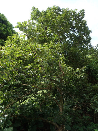 Kakibaum — Bild 2