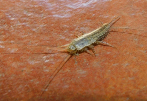 Kammfischchen — Bild 5