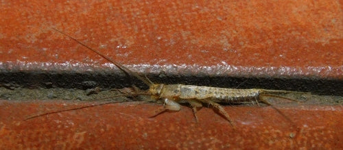 Kammfischchen — Bild 4