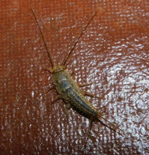 Kammfischchen — Bild 3
