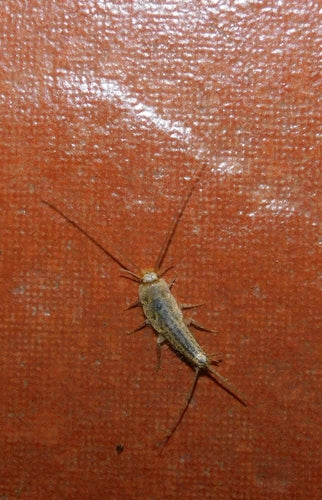Kammfischchen — Bild 2