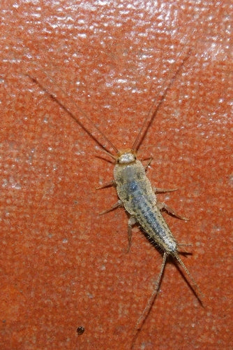 Kammfischchen — Bild 1
