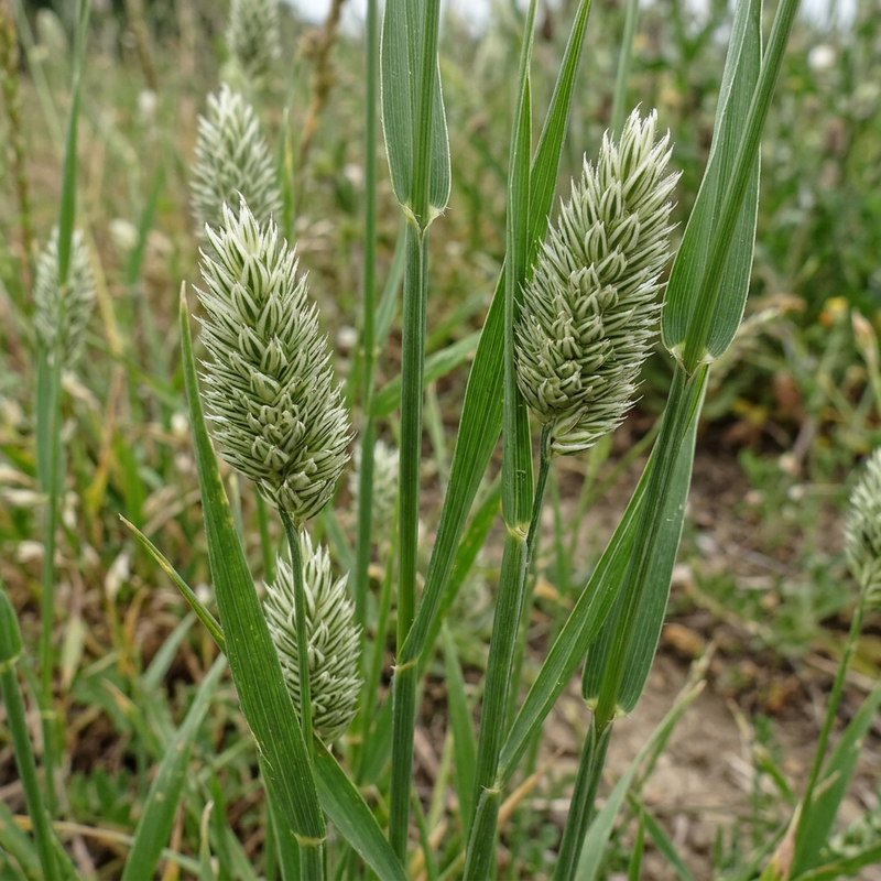 Kanariengras (Phalaris canariensis), KI-Illustration
