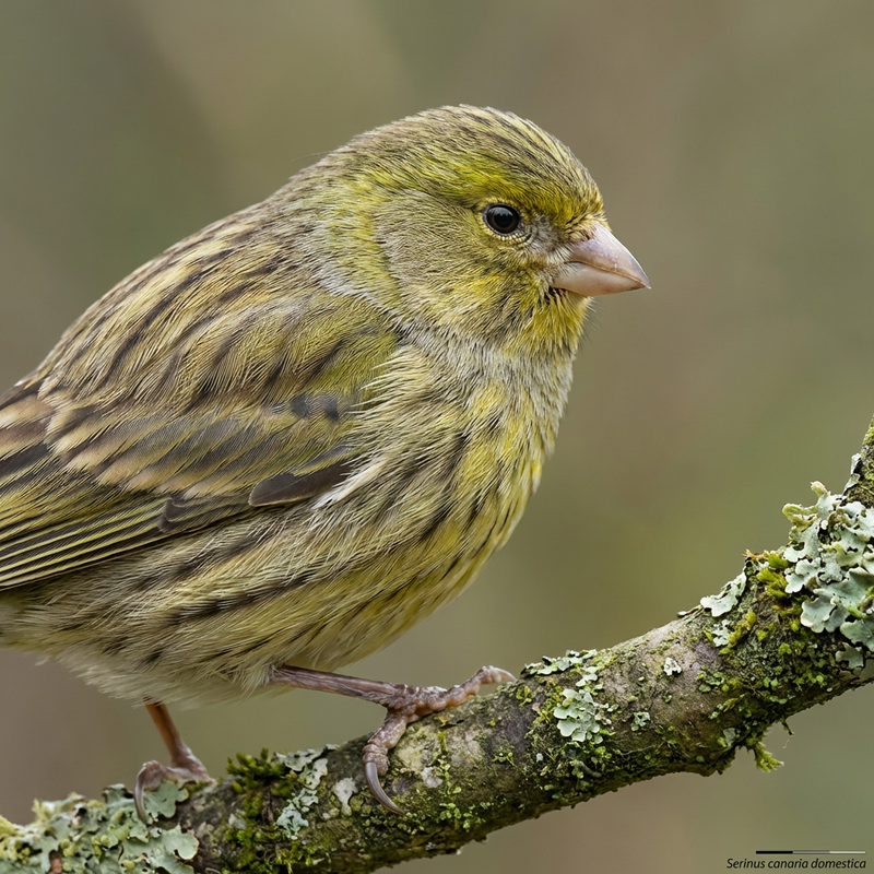 Kanarienvogel