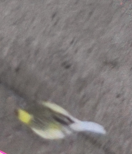 Kanarienvogel — Bild 5