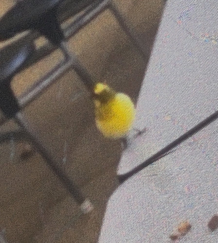 Kanarienvogel — Bild 4