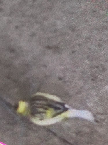 Kanarienvogel — Bild 3