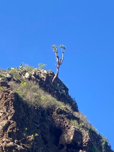 Kanarischer Drachenbaum — Bild 3