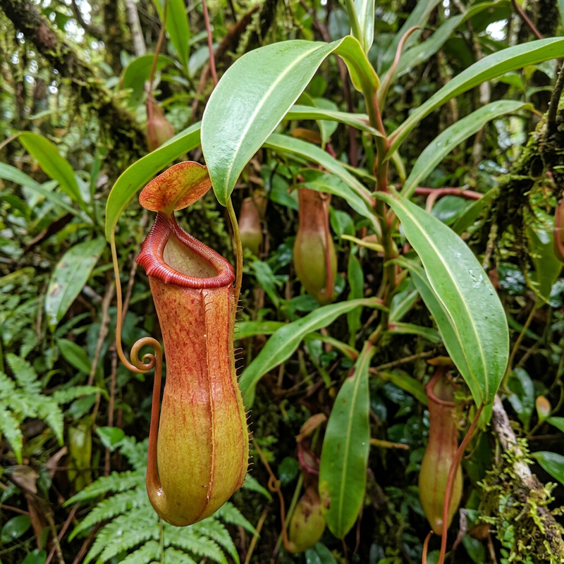 Kannenpflanze (Hybride) (Nepenthes ventrata), KI-Illustration