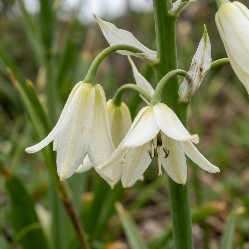 Kap-Hyazinthe (Ornithogalum candicans), KI-Illustration