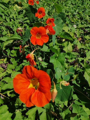 Kapuzinerkressen — Bild 3