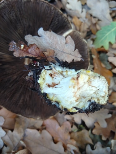 Karbol-Champignon — Bild 5