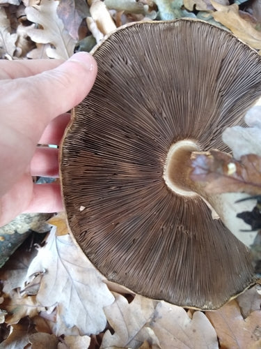 Karbol-Champignon — Bild 4