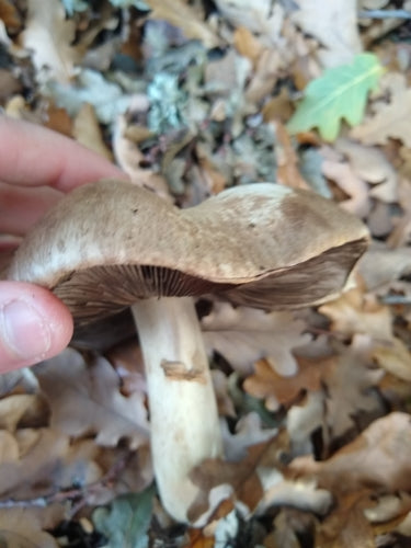 Karbol-Champignon — Bild 3