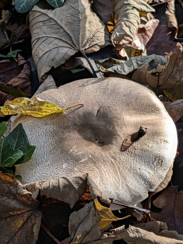 Karbol-Champignon — Bild 2