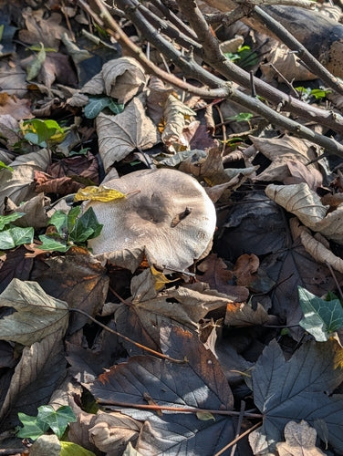 Karbol-Champignon — Bild 1
