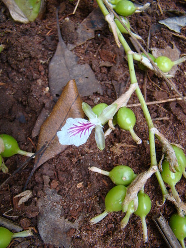 Kardamom — Bild 4