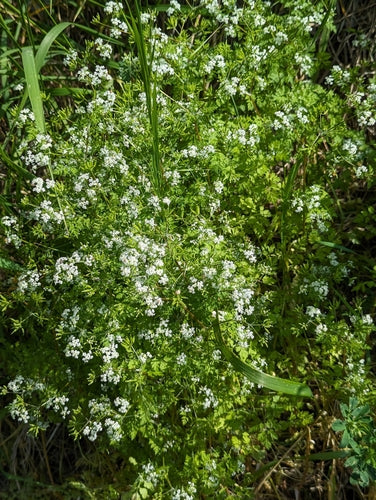 Kerbel — Bild 5