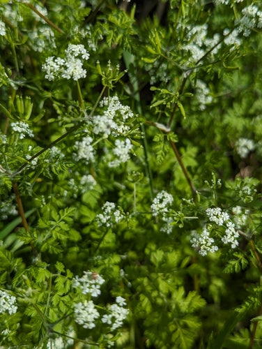 Kerbel — Bild 3