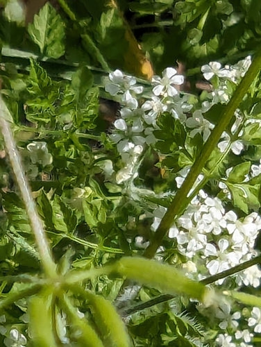 Kerbel — Bild 2